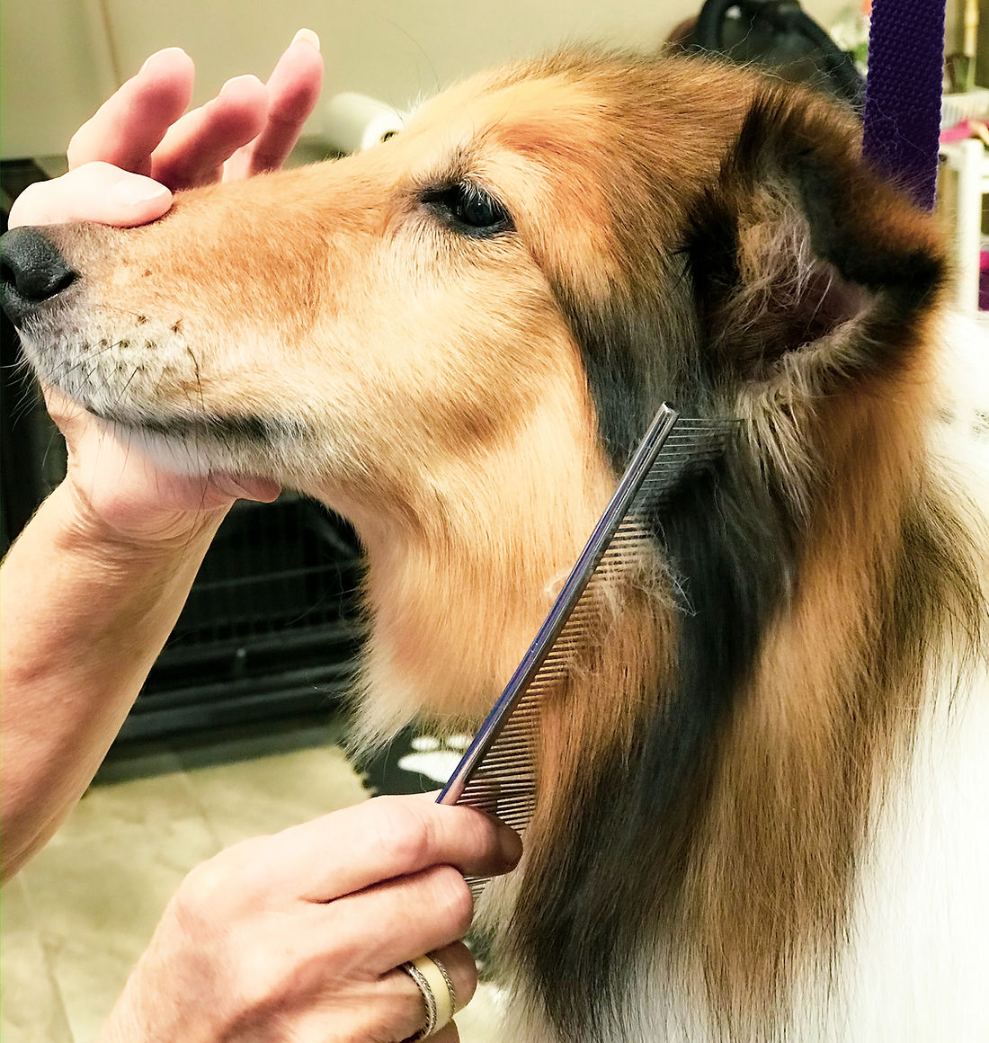 Dog being groomed