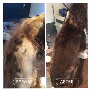 Hydrobath before and after coat result