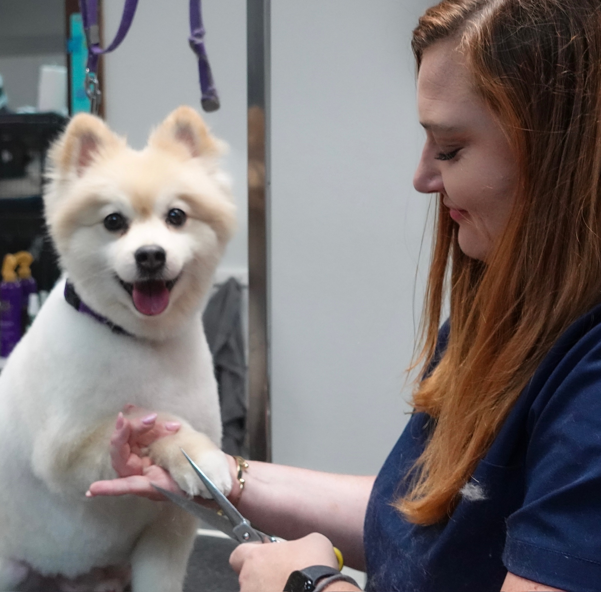 Freshly groomed dog